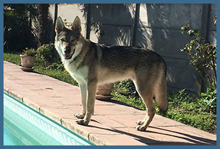 Meïko des Loups D'Akairo