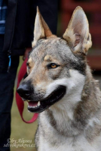 Davar Wolfdog Bohemia