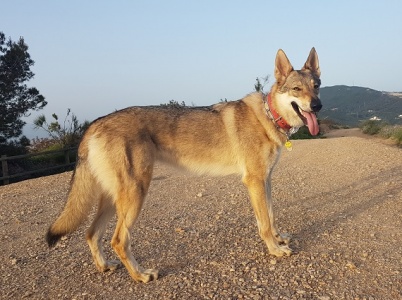Dacota Wolfdog Bohemia