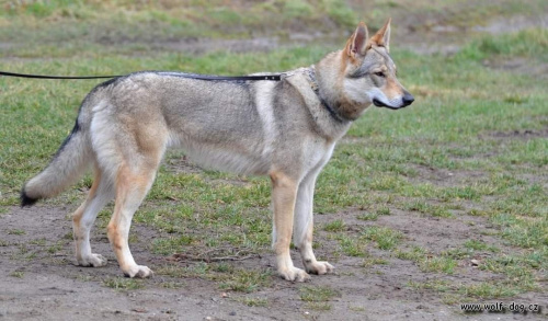 Dori Wolfdog Bohemia