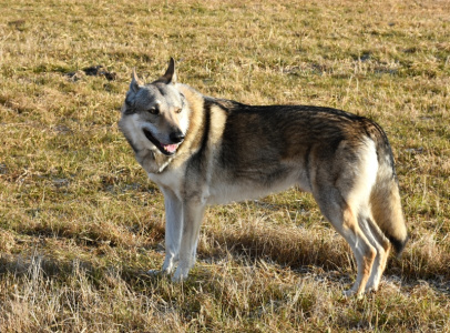 Obi-Wan Malý Bysterec