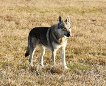 Obi-Wan Malý Bysterec