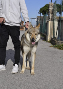 Derek Salto del Lupo