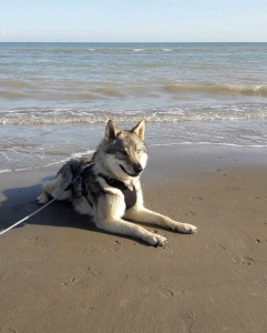 Athanòr Lupus Judex Noctua