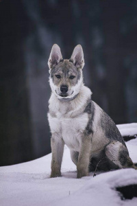 El Goryvlad Wolfdog Bohemia
