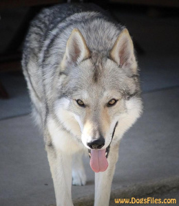 Nine'T Folco des Loups