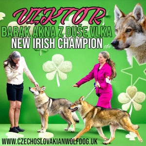 Barak Akna z duše vlka