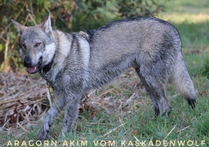 Aragorn Akim vom Kaskadenwolf