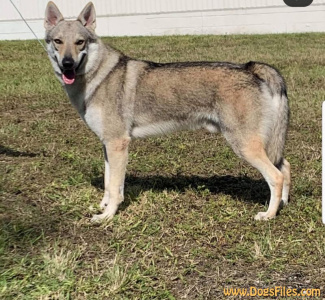 Amberwolfroyalty Valentino