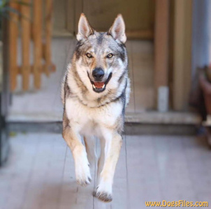 Grar Vargar Ivar Salto del Lupo