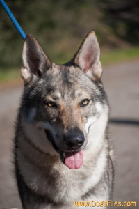 Grar Vargar Ivar Salto del Lupo