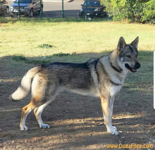 Grar Vargar Ivar Salto del Lupo