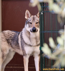 Grar Vargar Ivar Salto del Lupo