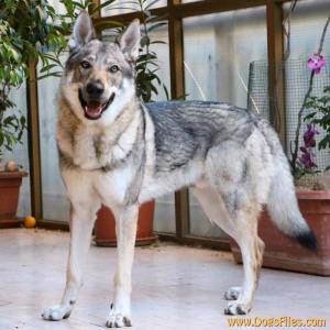 Grar Vargar Ivar Salto del Lupo