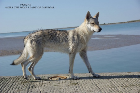 Hera The Wolf I. Lady of Lasvegas