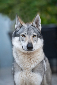 Happy Wolf Face de Campos y Lobos