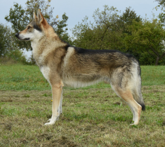 Yaryn Grey Střípek snů