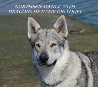 Northern Dance With Dragons de l'Ame des Loups