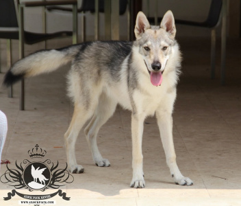 Glock Pack Iggy From Butyrka