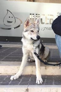 Glock Pack Iggy From Butyrka