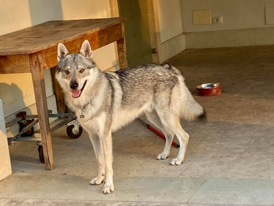 Glock Pack Iggy From Butyrka