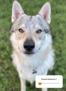 Glock Pack Iggy From Butyrka