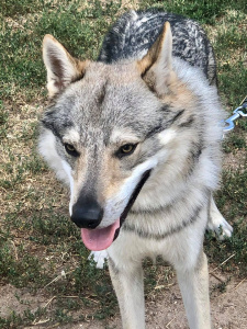 Glock Pack Iggy From Butyrka