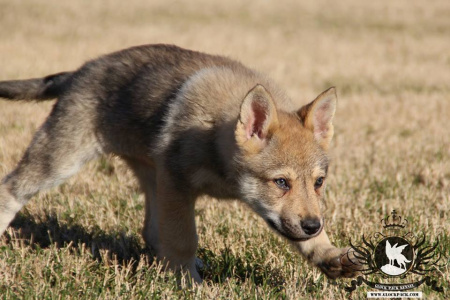 Glock Pack Izya From Kamiti