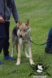 Glock Pack Izya From Kamiti