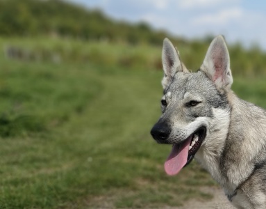 Origin Wolfdog de l'Empreinte d'Aterelma