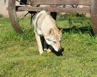 Aryon Alpha Wolf - Argentina