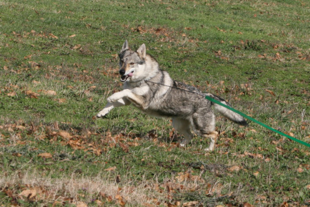 Conjuring at Fable v Natheda