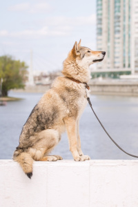 Balkis Dazling Beauty