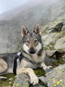 Myra Yuma Salto del Lupo