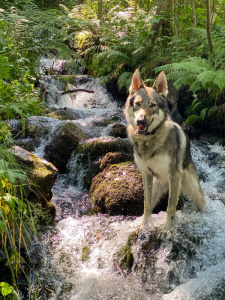 Myra Yuma Salto del Lupo