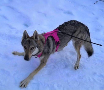 Mia Wolf Salto del Lupo
