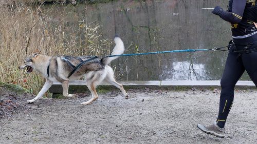 Pheo de la Vallee de l'Esprit du Loup