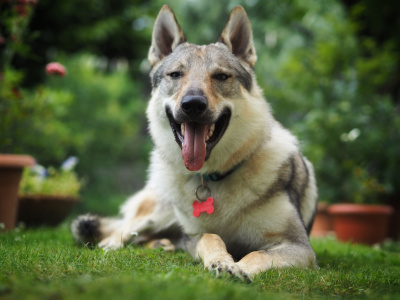 Inferno della Favola del Lupo