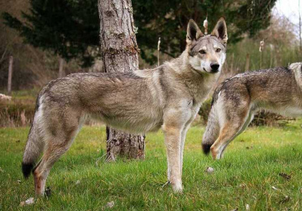 Oural de L'Orée du Loup