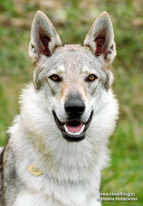 Assay z Věrné smečky