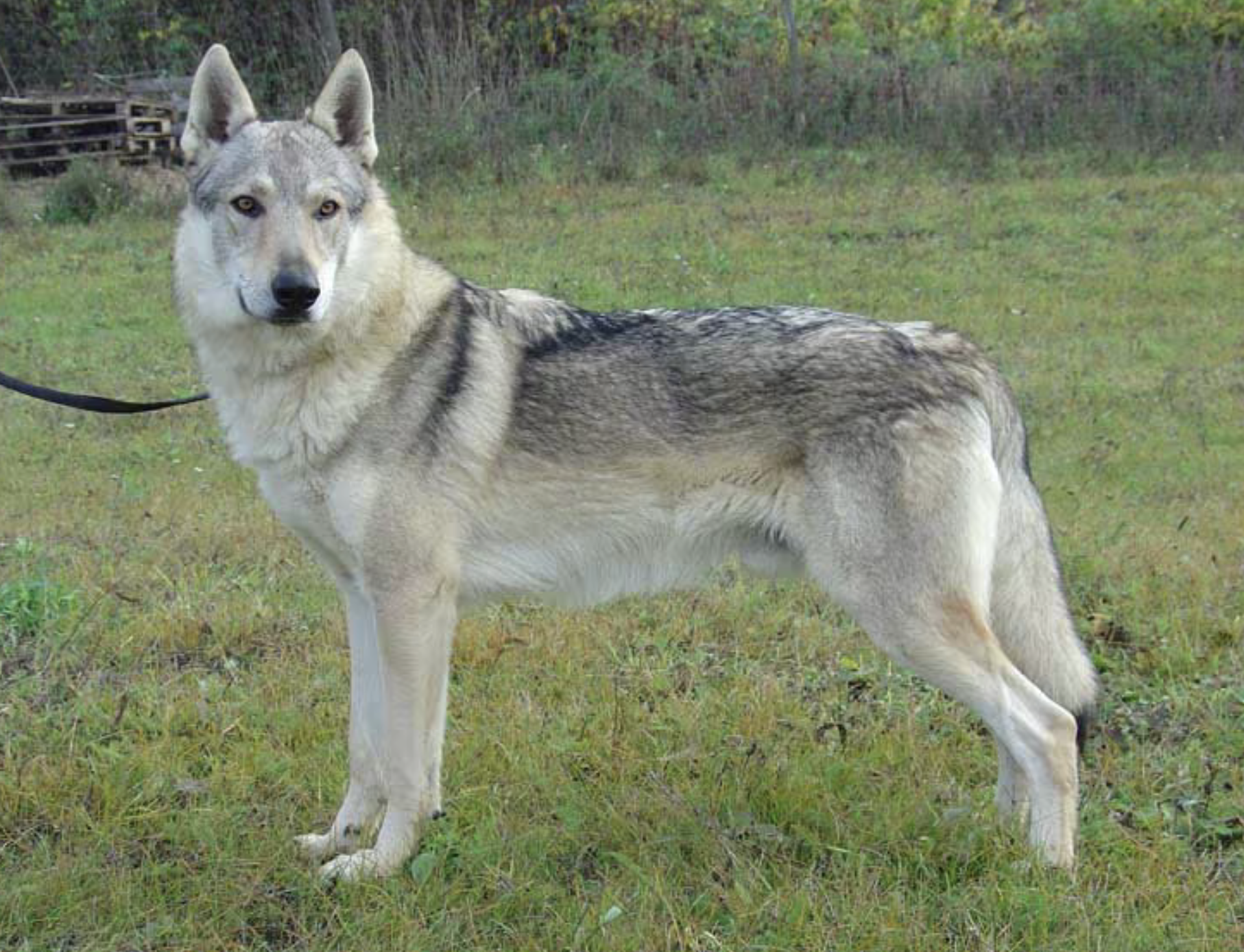 Blue de la Louve Blanche