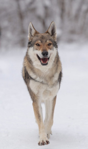 Alfresko Life Amulet Fo Navi Sport