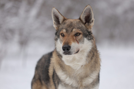 Alfresko Life Amulet Fo Navi Sport