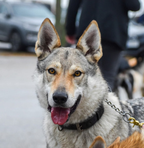 Arisa Vreteň wolf