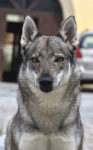 Abisko Dimma Ganymelo