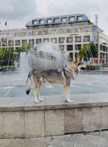 Blue Eyes Lupus Aurea