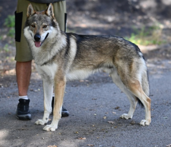 Fenrir ze Studeného