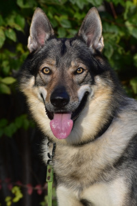 Witcher Akaj s Divokou krví