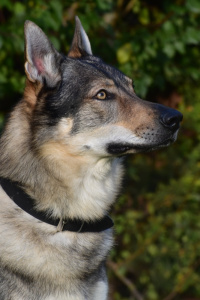 Witcher Akaj s Divokou krví