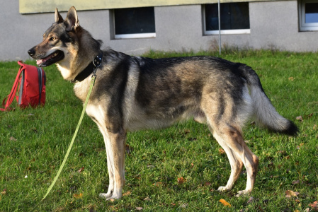 Witcher Akaj s Divokou krví